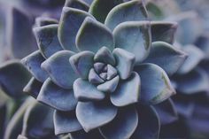 Succulent #plants #cacti