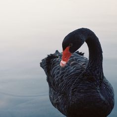 I love monday #swan #black