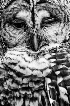 tumblr_lzyt38umfd1qa4s0qo1_400.jpg (400×600) #owl