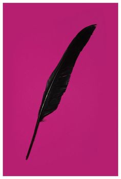 aaafeather2.jpg 420×620 pixels #simple #photo #feather