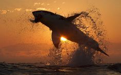 A great white shark bursts from the water while hunting for seals off Seal Island, False Bay, South Africa #ocean #white #water #hunter #fish #death #bite #shark #prey #jaws #photography #sea #attack #great #sunset #animal