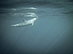 IMG_0138.jpg (800×600) #water #dolphin #weightless #iso50 #photography #swim #underwater