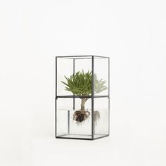 1012 Glass Terrariums by Menuma Daisuke and Yamada Kenichi #plant #glass
