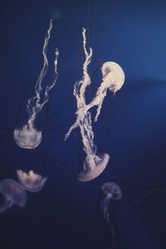 All sizes | {20/52} | Flickr - Photo Sharing! #fluorescent #jellyfish #aquarium #leila #blue #dark #chee