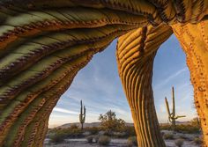 Saguaro twist by Jack Dykinga