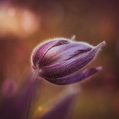 #instaflower: Beautiful Flower Photography by Marie Rich