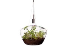CJWHO ™ (A Suspended Glass Greenhouse Lamp 'glasshouse'...) #creative #lamp #greenhouse #glass #furniture #nature #clever