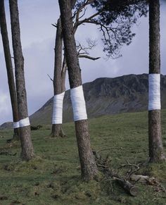 Zander Olsen's Tree Line Project | Trendland: Fashion Blog & Trend Magazine #photography #illusion #installation