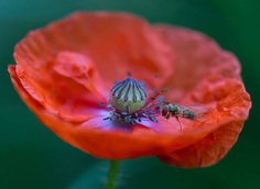 #splendid_flowers: Fantastic Flowers Photography by Elena Shavlovska