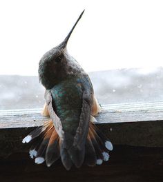 hummingbird, by xtremepeaks #humming #feather #bird #image #window #photography #cute