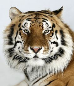 In pictures: The four faces of the Bengal tiger | Environment | guardian.co.uk #tiger