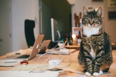 IMG_9177.jpg #photo #office #cat #photograph #photography #workspace #vsco