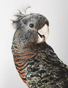 Mrs Skyring Gang Gang Cockatoo thisispaper #photography #cockatoo #bird #portrait