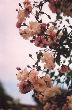 Likes | Tumblr #nature #roses #flowers