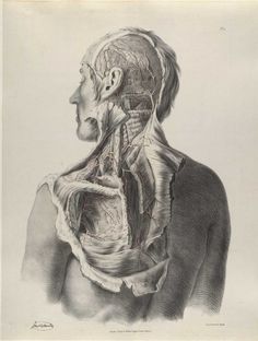 quain_p19.jpg 1200×1587 pixels #dissection #drawing #anatomy