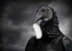 Birds of Prey: Fine Art Photography by Zack Seckler