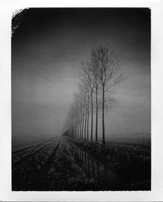 Tree Lined, photography by Pierre Pellegrini. In Nature, Vegetal, Tree, forest. Tree Lined, photography by Pierre Pellegrini. Image #258720