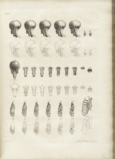 Albinus_t10.jpg 1200×1653 pixels #skull #skeleton #drawing #anatomy