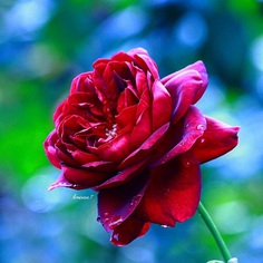 #total_roses: Beautiful Pictures of Roses by Kimi Sasa
