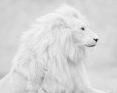 White Lion #leopard #giraffe #white #cheetah #lion #wildlife #african #safari