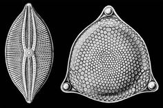 File:Diatomeas Haeckel.jpg #electron #geometry #algae #microscope