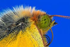 Extreme Macro Photography of Insect by Paulo Latães #macro #photography #insects #pauloLatães #Animals
