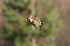 http://static3.businessinsider.com/image/54f4f7dd69bedd344e150751-1200-858/greenwoodpeckerplusone.jpg #stole #you #woodpecker #photography #drive #it #like #weasel