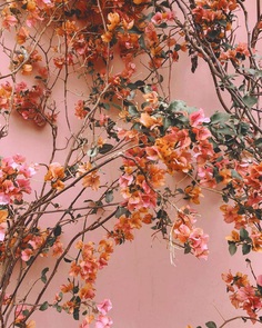 #bhgflowers: Beautiful Flower Photography by Kelsea Olivia Gaynor