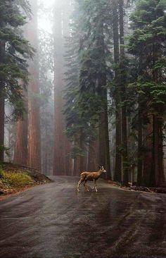 Beauty of a forest in California