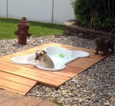 Bone Pool for Dogs #pool #dogs #gadget #home