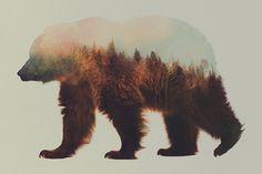 Double Exposure Animal Portraits by Andreas Lie #doubleexposure #animal #portrait #bear #fox #squirrel #wolf
