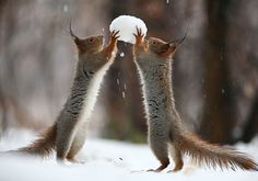 Adorable Squirrel Poses Photography by Vadim Trunov #animal photography #cutest poses