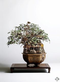 Bonsai tree house #tree #diorama #treehouse #bonsai #miniature