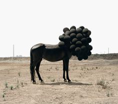 Andrea Galvani (2) #balloon #horse #black