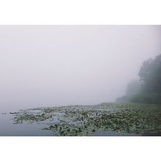 High Park in Toronto. before the humans wake. #canada #fog #silence #landscape #photography #lake #toronto