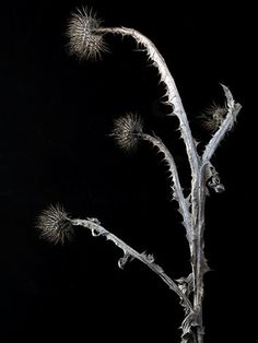 Charlie Drevstam — Winter Garden #flower #drevstam #photography #charlie