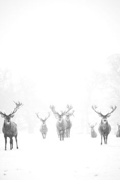 Winter Beauty. #deer #photography #snow #winter