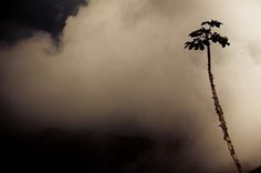 Quique Cabanillas Photograhy Blogfolio #fog #smoke #tree #photography #mountains #plant