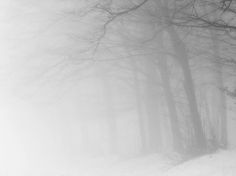 Andrei Baciu | Photogralysm | Winterly Haiku 5878 #forest