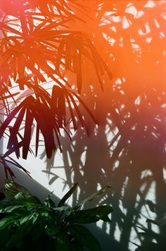 Photography #photography #palm #tree