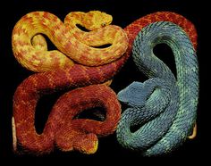 Eight Hour Day » Blog » The Best Thing I Saw Today • April 12, 2012 #snakes