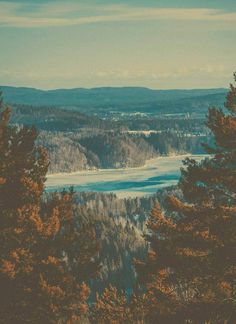 Swedish forest #forest #sweden #river #winter