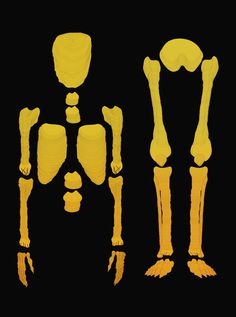 Bones / Print Illustration #yellow #design #illustration #skull #bones