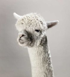 Show Animals by Toby Coulson #inspiration #photography #animal