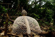 mushroom-photography-101__880 #mushroom #photo #nature