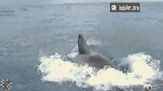 Didn't see that coming #dive #gif #shark