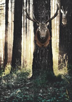 deer horns in the forest #die #sun #deer #tree #grass #autumn #sunrise #dead #forest #animal #life #walk