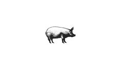 Elevn Co. / Local 215 Logos #worn #grayscale #minimalism #clean #food #pig #illustration #weathered #drawn #distressed #logo #hand #sketch