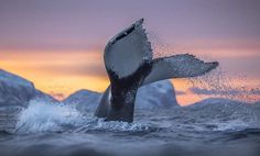 Audun Rikardsen Captures Magnificent Whales on The Arctic Side of The World