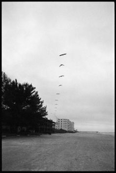 Uri Maximilian Korn | Colossal #birds #photography #beach